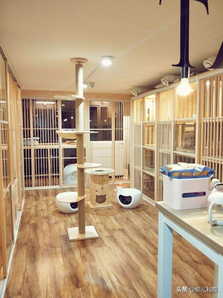 寵物貓多少錢(家庭式寵物貓寄養沒有前景) - bat日報