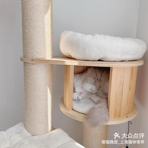 假期出行家里寵物怎么辦好去處上海貓咪寄養