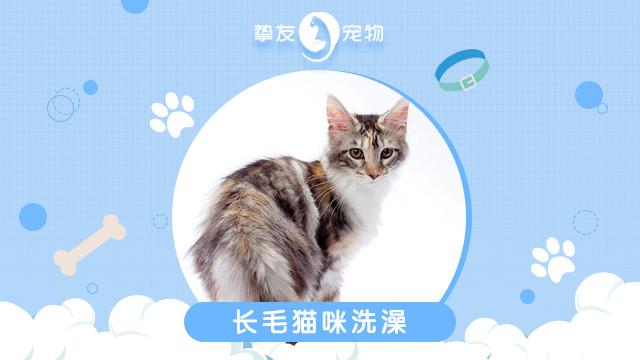 摯友寵物貓狗專售美容寄養盈豐路店