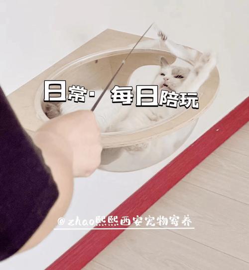 御錦城貓咪寄養指南,超詳細!
